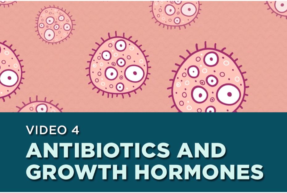 Illustrations of antibodies. Text on the screen: Video 4- Antibiotics and Growth Hormones