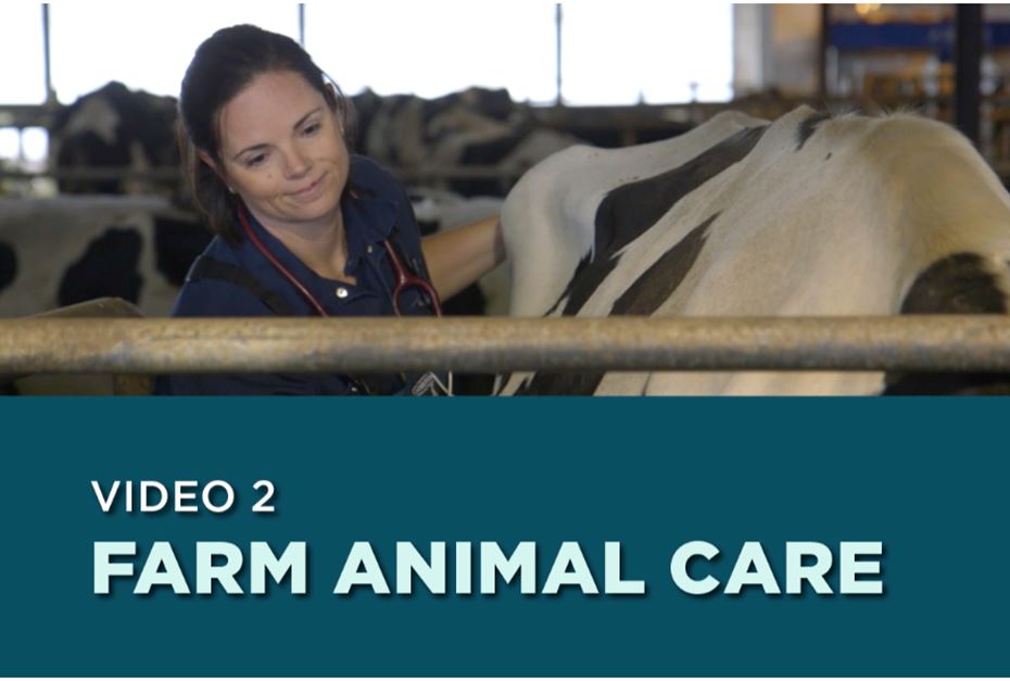A veterinarian checking a cow. Text on screen: Video 2- Farm Animal Care