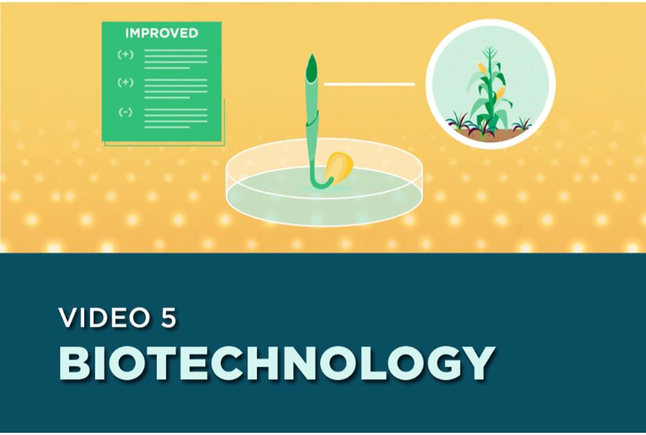 Illustration of a petri dish with a seed growing, a corn stalk and a list titled "Improved". Text on the screen: Video 5- Biotechnology