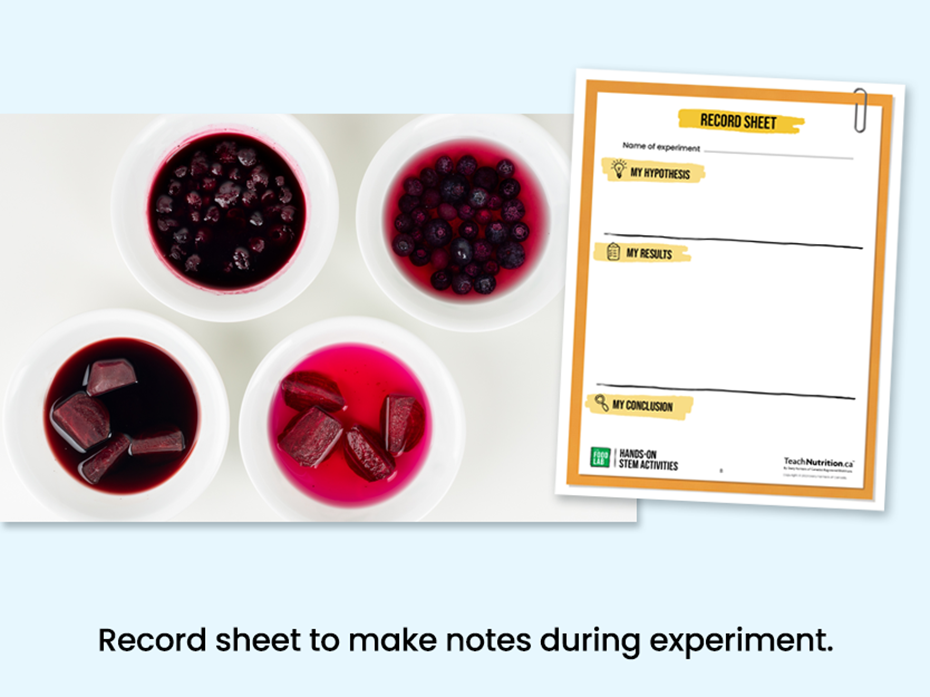 Food dyes - Record sheet to take notes during experiment - Food lab program - STEM